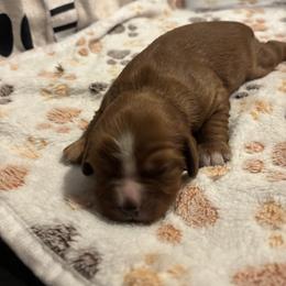 Cavalier King Charles Spaniel Puppies from Family first cavaliers