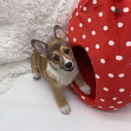 Baby Ruth - Sable female Pembroke Welsh Corgi puppy in Snellville, Georgia from Laur's Classic Corgis