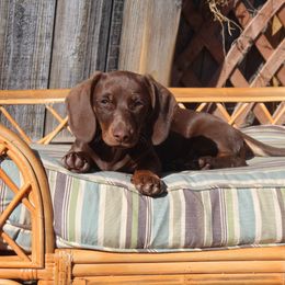 Toby - Chocolate and tan Dachshund puppy in Windsor, Colorado from Murry’s minis