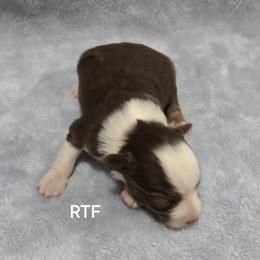 Girl 1 - Red tri female Miniature Australian Shepherd puppy in Bend, Oregon from Badlands Toy and Mini Aussies