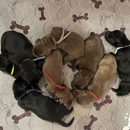 Green - Chocolate female Labrador Retriever puppy in Heath Springs, South Carolina from Rich Hill Retrievers