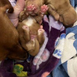 Milo - Red male Dachshund puppy in Milroy, Pennsylvania from Not Your Average Weiner