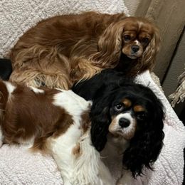 Cavalier King Charles Spaniels from Cavaliers By Faith