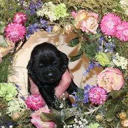 Girl 1 - Black female Newfoundland puppy in Ellendale Forge, Pennsylvania from Opening Heavens Doors Newfoundlands