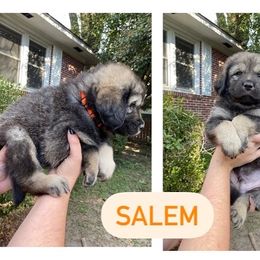 Neapolitan Mastiff and Tibetan Mastiff Puppies from Carolina Coastal Mastinos
