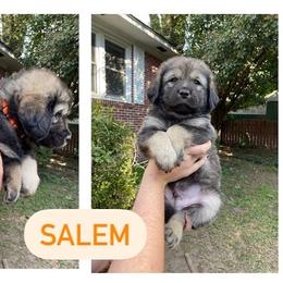 Neapolitan Mastiff and Tibetan Mastiff Puppies from Carolina Coastal Mastinos