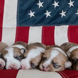 Pembroke Welsh Corgis from Osborn Corgis