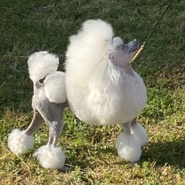 Fergie - Poodle