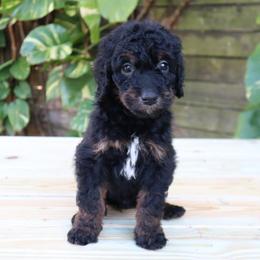 Atlas - Phantom male Goldendoodle puppy in Palmetto Bay, Florida from SOMIDOODLES