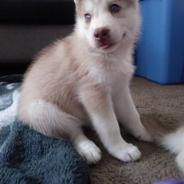 Siberian Husky Puppies from Throne of White Wings