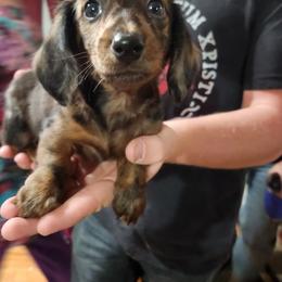 Girl 1 - Dapple female Dachshund puppy in Cameron, Texas from Kelli's Dachshunds