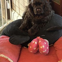 Cocker Spaniel Puppies from Cockers of Country Lane