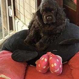 Cocker Spaniel Puppies from Cockers of Country Lane