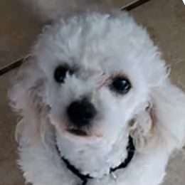 Prince - Poodle