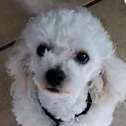 Prince - Poodle