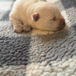 Bruno - White male West Highland White Terrier puppy in North Muskegon, Michigan from Bountiful Westies of West Michigan