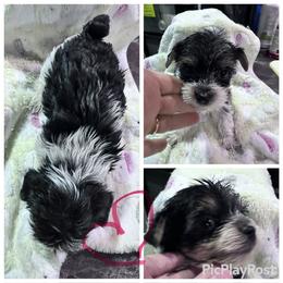 Girl 1 - Parti female Yorkshire Terrier puppy in Tulsa, Oklahoma from Yorker Puppy Palace