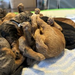 Goldendoodle Puppies from Las Vegas Mini Golden Doodles - John Walker