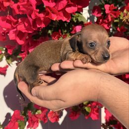Holly - AKC girl - Red female Dachshund puppy in Englewood, Florida from Dach of Doxies
