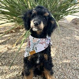 Onyx - Phantom male Poodle puppy in Central, Arizona from Desert Valley Doodles