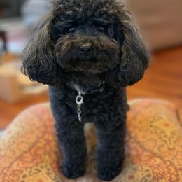 Maltipoo All Grown Up from Maltipoo FurBabies