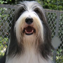 Bearded Collies from Bodacious Beardies