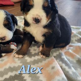 Alex - Black rust and white male Bernese Mountain Dog puppy in Auburn, Indiana from Swamp Creek Berners