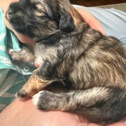 Aaron - Silver brindle male Havanese puppy in Wappapello, Missouri from Titanium Havanese LLC