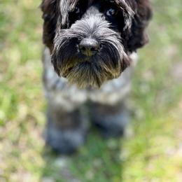 Ash - Australian Labradoodle