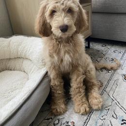 Goldendoodle Puppies from Lundee Doodles