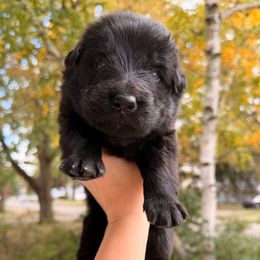 Gomez Addams - Black seal male German Shepherd puppy in Perrysburg, Ohio from Fancy GSDs