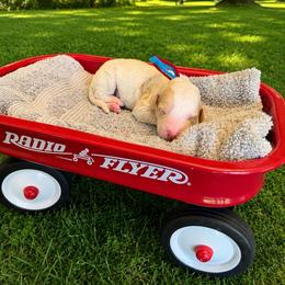Rowan - Parti male Goldendoodle puppy in Boise, Idaho from Goldendoodle Baby