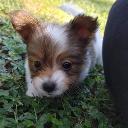 Papillon Puppies from Longwing Kennel