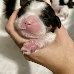 Cavalier King Charles Spaniel Puppies from Cassie’s Cavaliers