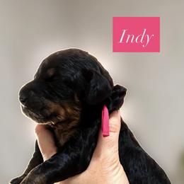 Indy - Phantom female Goldendoodle puppy in Escalon, California from Miley&Co.
