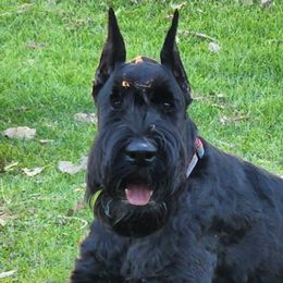Giant Schnauzers from Kaiser's Giants