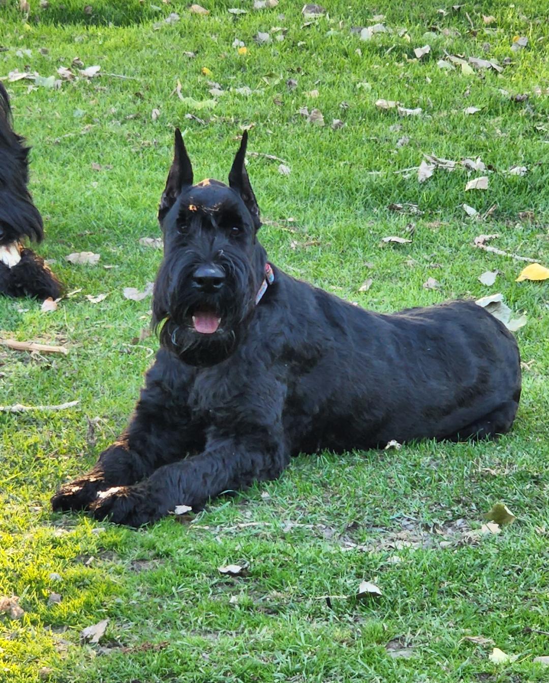 Kaiser's Giants in Montana | Giant Schnauzer puppies | Good Dog