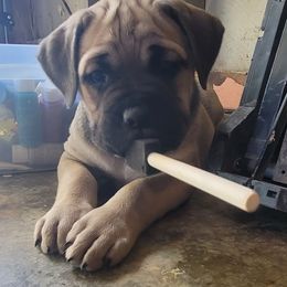 Cane Corso Puppies from RRR Corsos