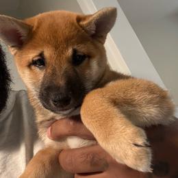 Red - Red female Shiba Inu puppy in Lakeland, Florida from Shiba Co.