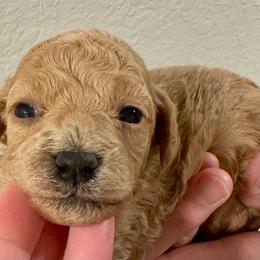 Chopstick - Apricot male Maltipoo puppy in Mabelvale, Arkansas from Durham's Designer Poos