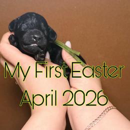 Luigi - Green Band - Black male Poodle puppy in Plainfield, New Jersey from Caris Paws Poodles and Labradoodles