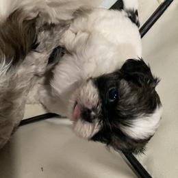 Girl 2 - Shih Tzu puppy in Moreno Valley, California from Legacy Shihtzus