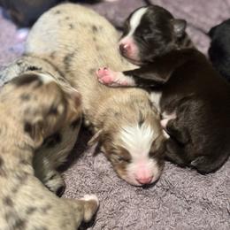 Red merle male - Red merle male Toy Australian Shepherd puppy in Griffin, Georgia from No Matter Farm