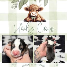 Angus - Black and tan male American Corgi puppy in Greenwood, Indiana from Witch Creek Corgis