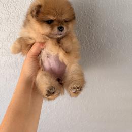 Bella - Orange sable female Pomeranian puppy in Oklahoma City, Oklahoma from Pinky’Z House Of Poms