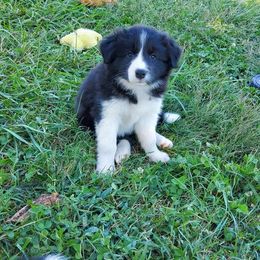 Border Collie and Papillon Puppies from Kerrie Hoover