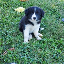 Border Collie and Papillon Puppies from Kerrie Hoover