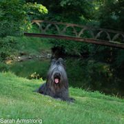 Briard Puppies from Sendero Briards