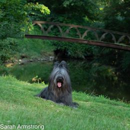 Briard Puppies from Sendero Briards