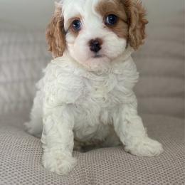 September - Tri-color male Cavapoo puppy in Yuciapa, California from AlltheDoodlez_